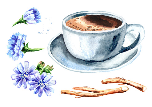 Hot Chicory drink in a cup with a flower and dried chicory roots set. Watercolor hand drawn illustration, isolated on white background