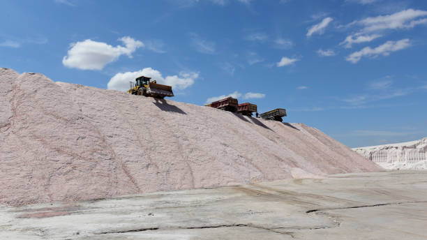 istock Dunaliella salina 1200721168