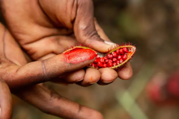 Close-up on open achiote fruit with small red seeds and red pigment on a finger