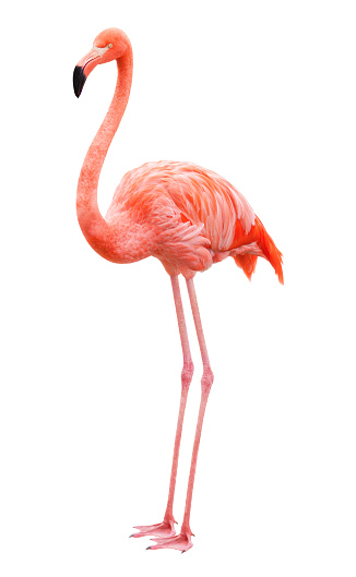 Flamingo de pájaro sobre un fondo blanco photo