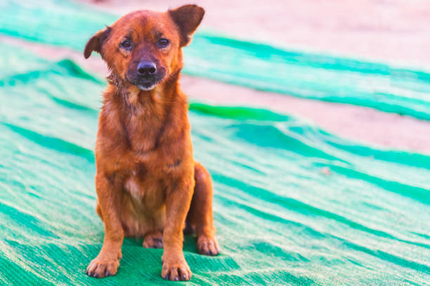 stray dog sitting beside street