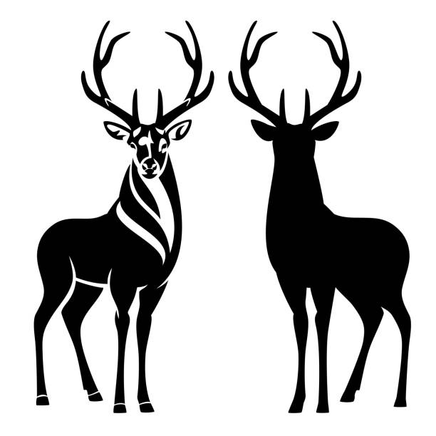 standing deer buck with big antlers black vector outline and silhouette graceful deer stag with large antlers standing and looking en face - black and white vector outline and silhouette deer stock illustrations