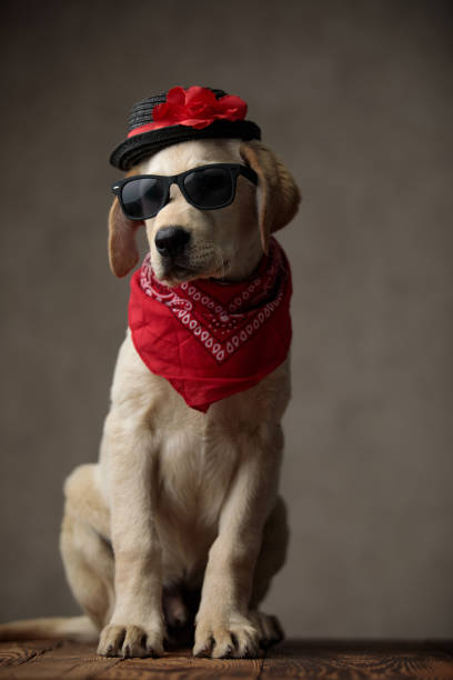 istock cute labrador wearing sunglasses, red bandana and hat 1200723202
