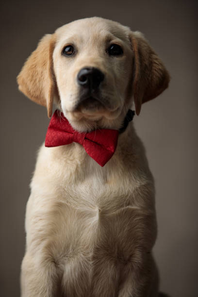 istock cute labrador retriever wearing red bowtie and looking up 1200723229