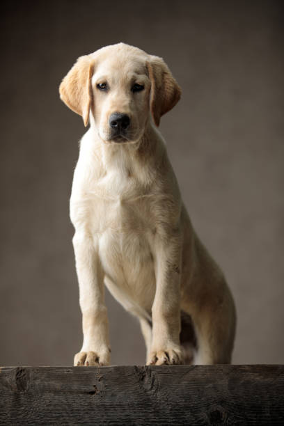 istock adorable labrador retriever standing on wooden box 1200723493
