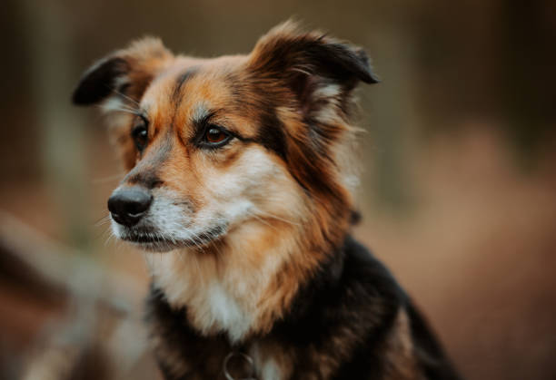 istock Dog Portrait 1200723684