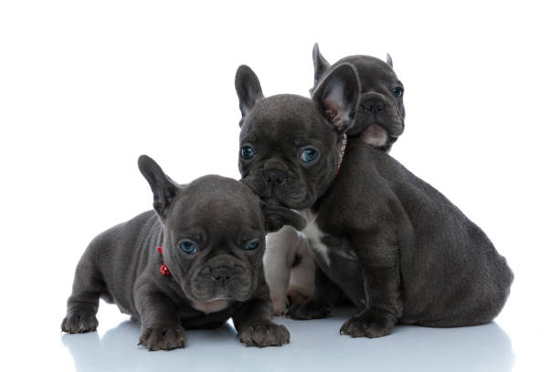 istock Three eager French bulldog puppies curiously looking forward 1200723838