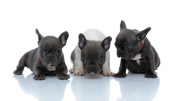istock Three cofident French bulldog puppies looking forward 1200723860