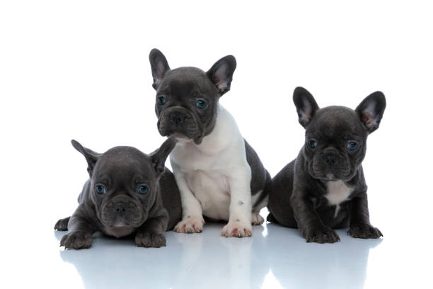 adorable french bulldog cubs looking around interested - pets curiosity cute three animals imagens e fotografias de stock