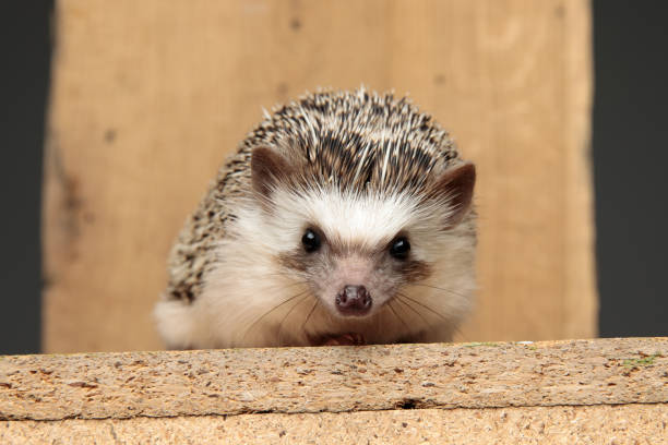 istock african hedgehog lying down on a wooden board 1200724839