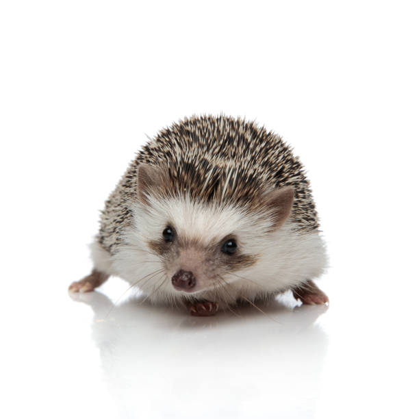 istock african hedgehog standing and looking at camera with no occupation 1200724952