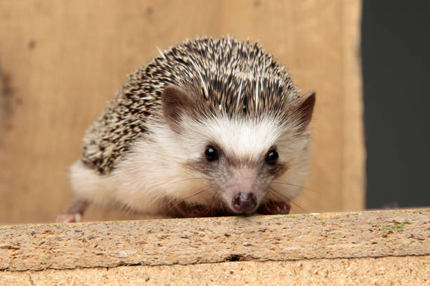 istock african hedgehog with black fur lying down on a board 1200725053