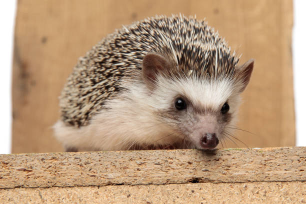 istock african hedgehog lying down on wooden board with no occupation 1200725071