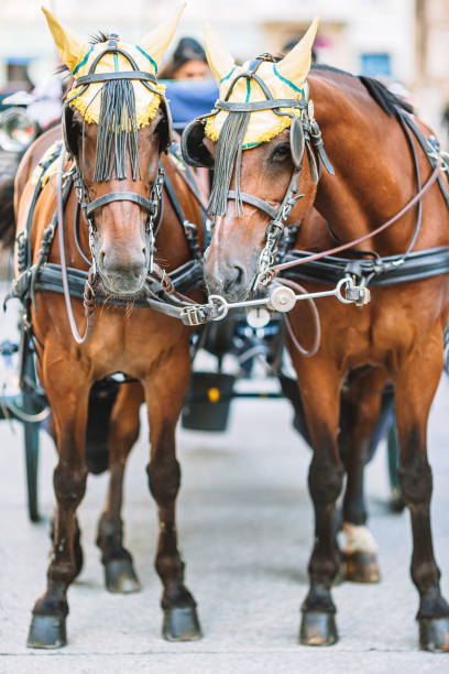 istock Traditional horse coach Fiaker in Vienna Austria 1200725355