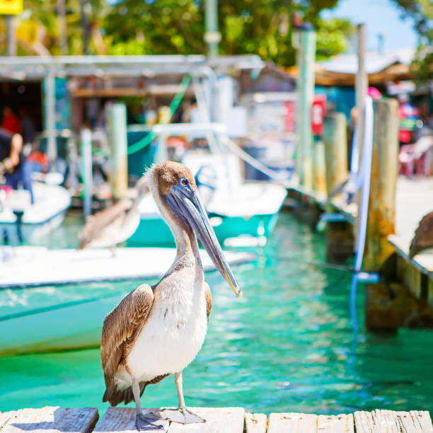 istock Big brown pelicans in Islamorada, Florida Keys 1200725562