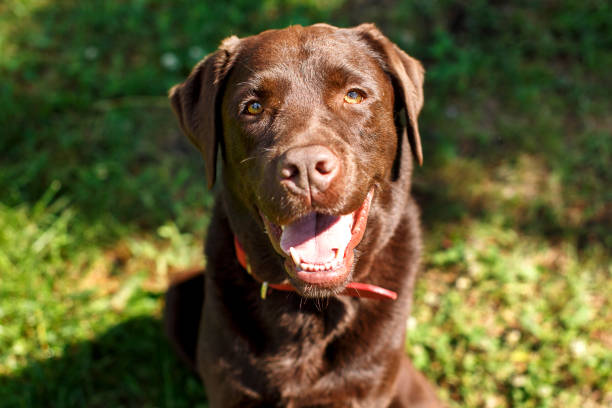 istock Handsome young chocolate labrador retriever close-up portrait 1200726439