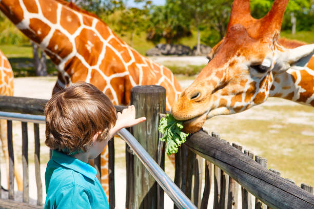 istock Little kid boy watching and feeding giraffe in zoo 1200726440