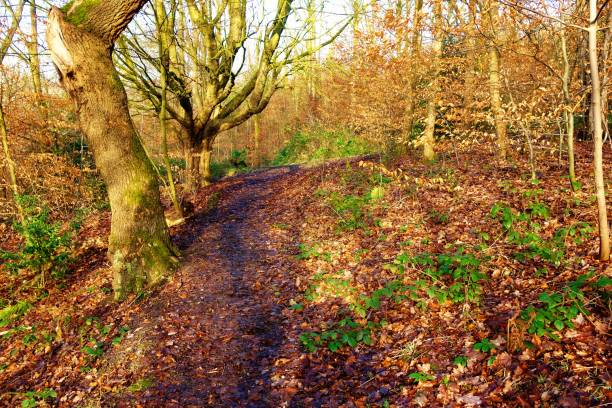 istock Woodland Trail. 1200732593
