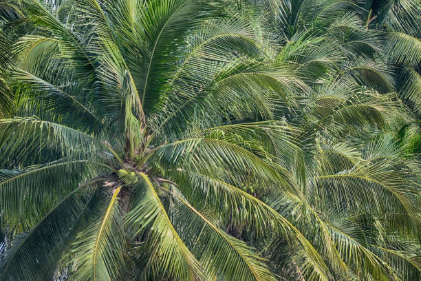istock coconut leaves or palm leaves 1200733956
