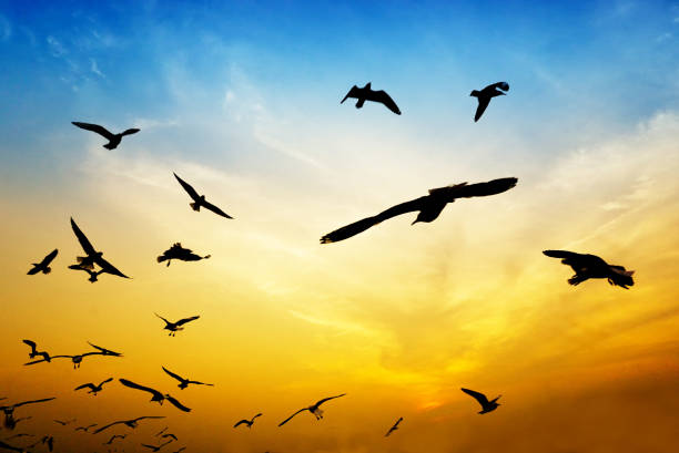 istock silhouette birds on colorful sky on blur image, soft dream image 1200734043