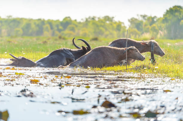 istock Small herd of thai water buffalos 1200734242