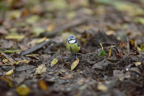 Blue tit on forest ground with fallen leaves in autumn.