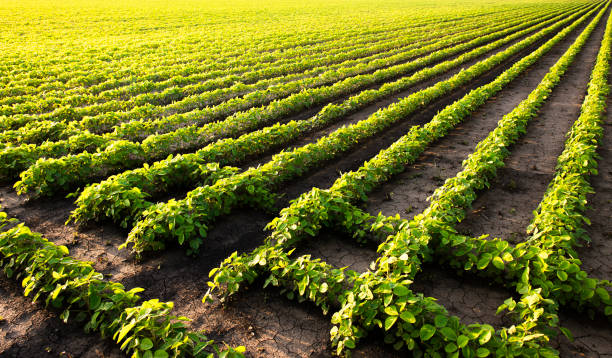 istock Open soybean field at sunset.Soybean field . 1200734434