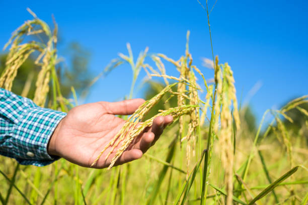 istock Male hand tenderly touching a young rice in the paddy field. 1200735742
