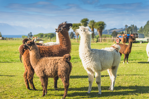 Group of White alpaca in south island New Zealand with nature landscape background