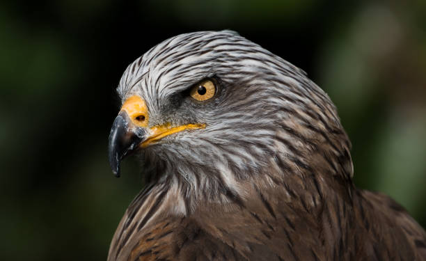 istock Portrait of a Ferruginous Hawk 1200736038