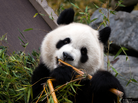 A Giant Panda enjoying some lunch!