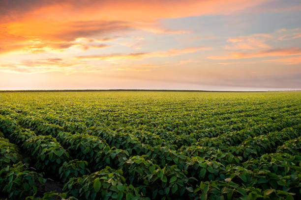 istock Open soybean field at sunset.Soybean field . 1200736362