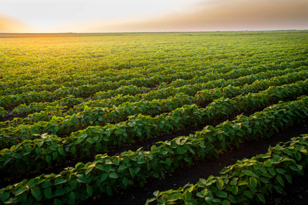 Open soybean field at sunset.Soybean field .