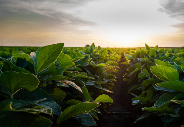 Open soybean field at sunset.Soybean field .