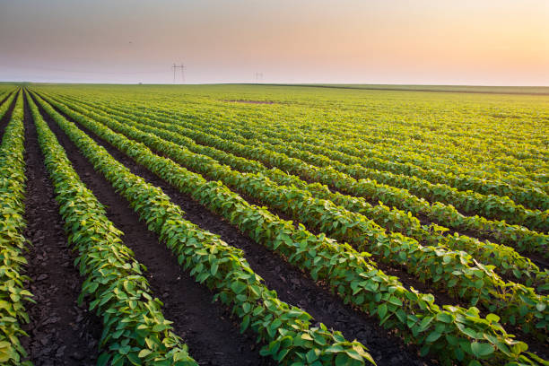 istock Open soybean field at sunset.Soybean field . 1200736412