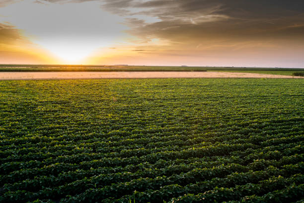 istock Open soybean field at sunset.Soybean field . 1200736432