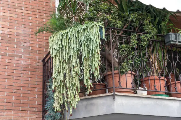 Luxuriant succulent plants hanging from a balcony