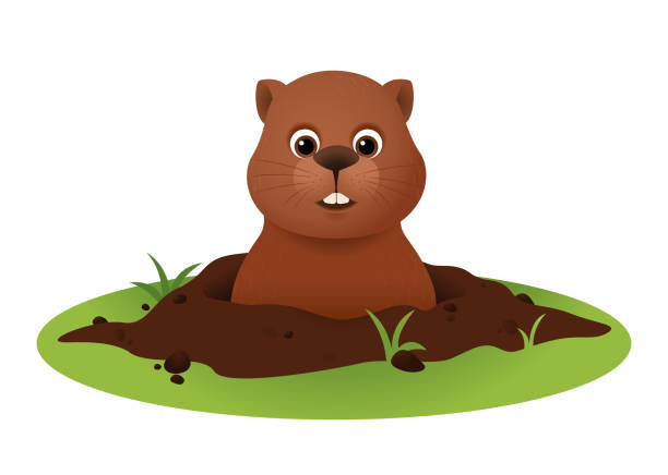 ilustraciones, imágenes clip art, dibujos animados e iconos de stock de vector del día de la marmota con la marmota linda - groundhog