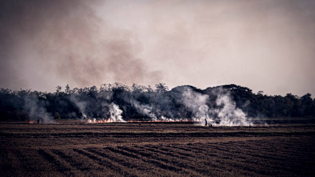 istock Farmers burn their fields to remove plants . prescribed burns . Farmers regularly set fires to clear new tracts of land 1200741400