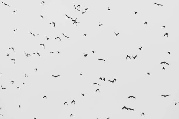 istock Flock of Starlings 1200741691
