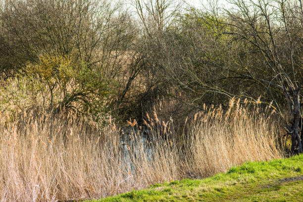 Wicken Fen nature reserve, Cambridgeshire; England; UK