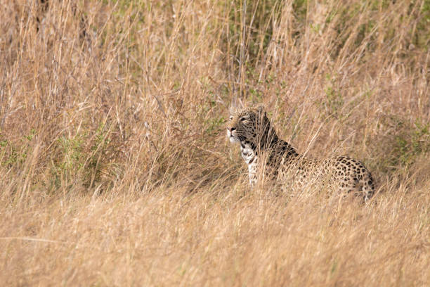 istock Leopard (Panthera pardus) in the Moremi Game Reserve, Botswana, Africa, 1200741928