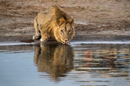 Lion (Panthera leo) at a watering hole in Botswana, Africa,