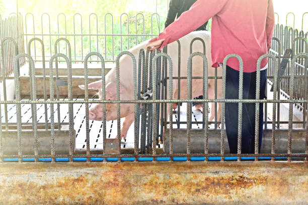 Pig on the farm. Bad conditions, pets