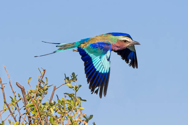 istock Forkracke (Coracias caudatus) in the Savuti area in Botswana, Africa, 1200743569