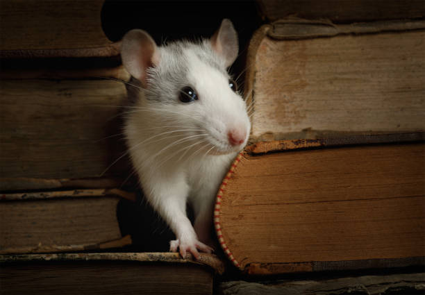istock Little cute rat crawled between the old books 1200743668
