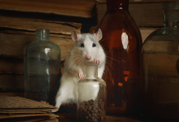 istock Rat runs around among old bottles and letters 1200743671