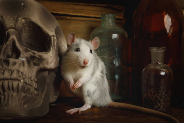 istock Rat runs around among old bottles and skull 1200743681