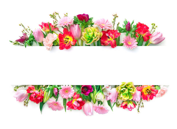 Colorful spring flowers isolated on white
