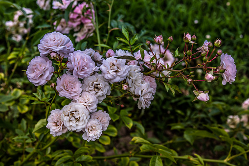 Tea-rose bush
